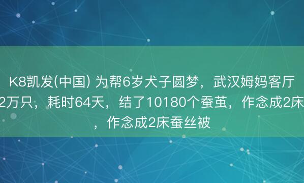 K8凯发(中国) 为帮6岁犬子圆梦，武汉姆妈客厅养蚕1.2万只，耗时64天，结了10180个蚕茧，作念成2床蚕丝被